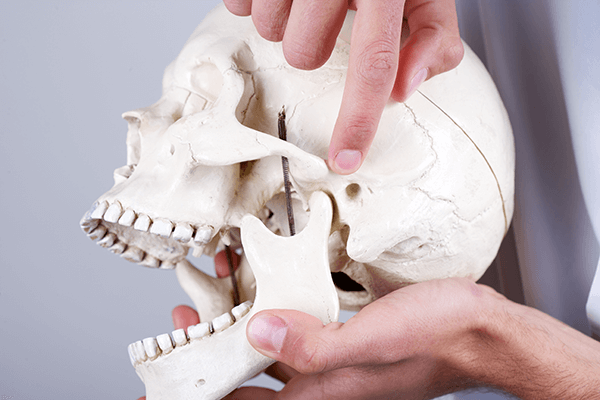 The image shows a human skull model being held by two hands. One hand is holding the lower jaw, while the other hand is pointing to a specific area on the side of the skull, near the zygomatic arch and the temporal bone.